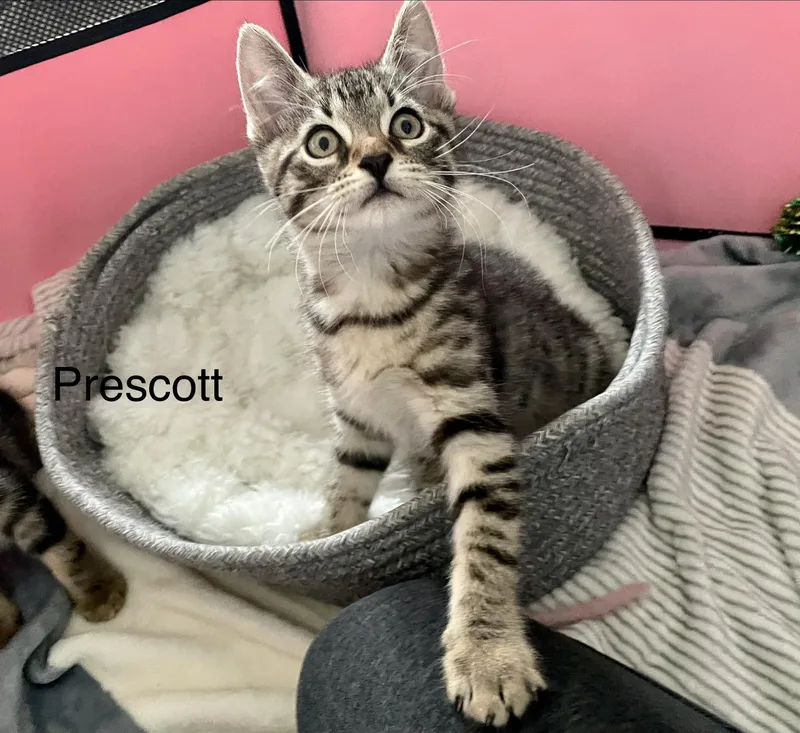 Prescott thumbnail 3