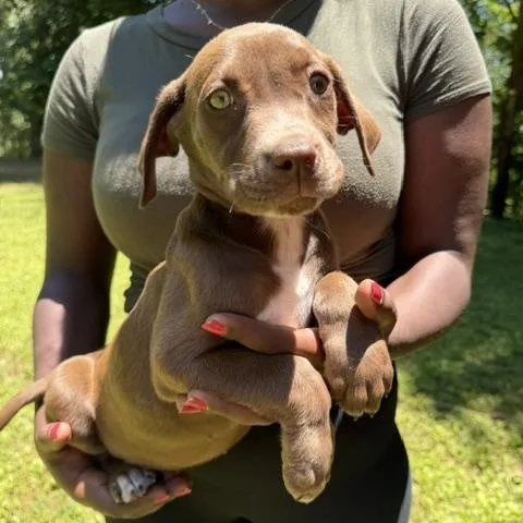 A baby medium-sized male Brown / Chocolate Labrador Retriever dog named Hershey Sweets for adoption in Andover, MA