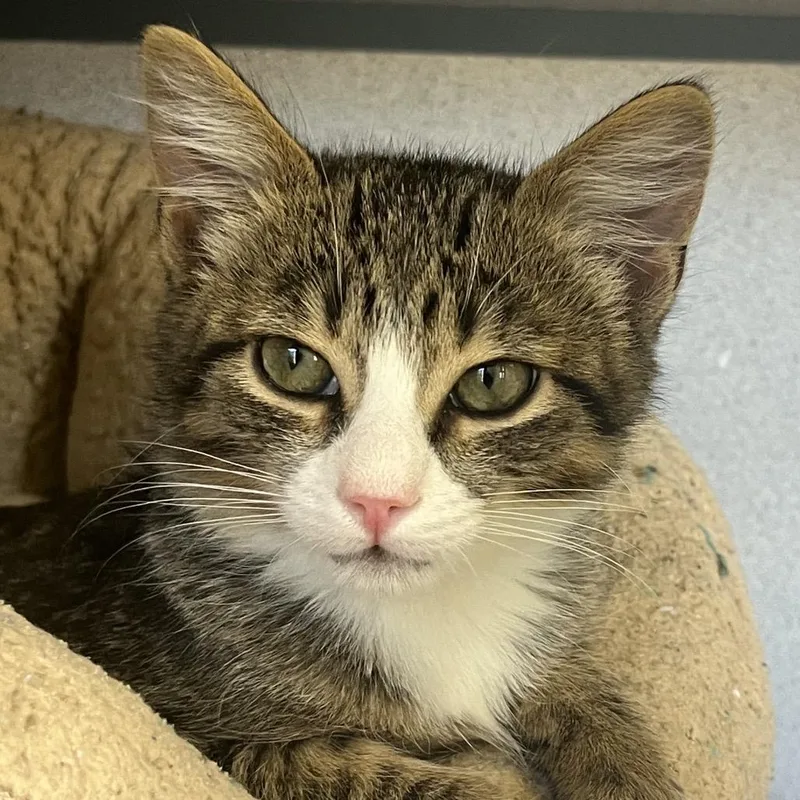 A baby small-sized male Brown / Chocolate Domestic Short Hair cat named Doubloon for adoption in Santa Barbara, CA