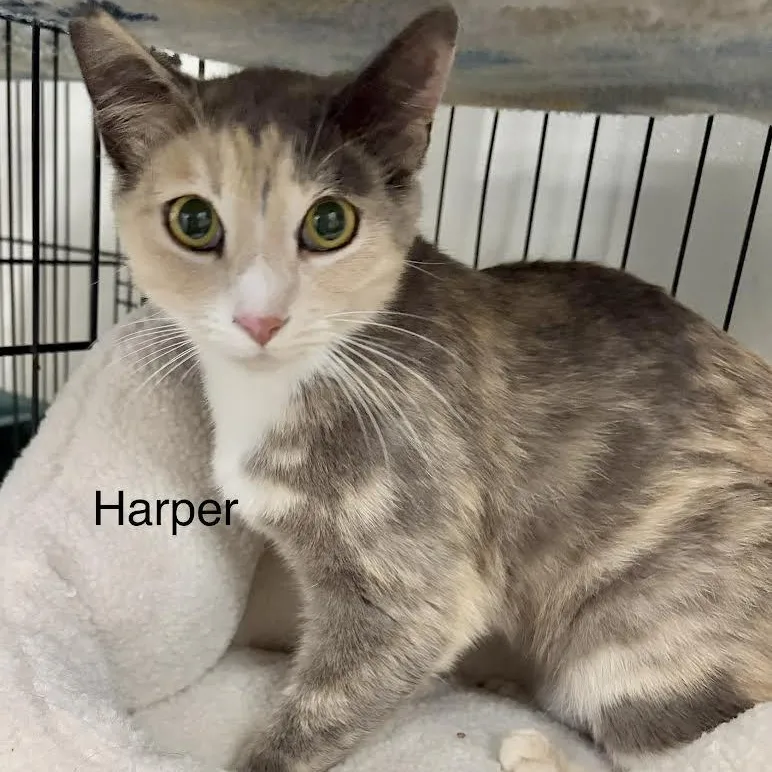 Harper