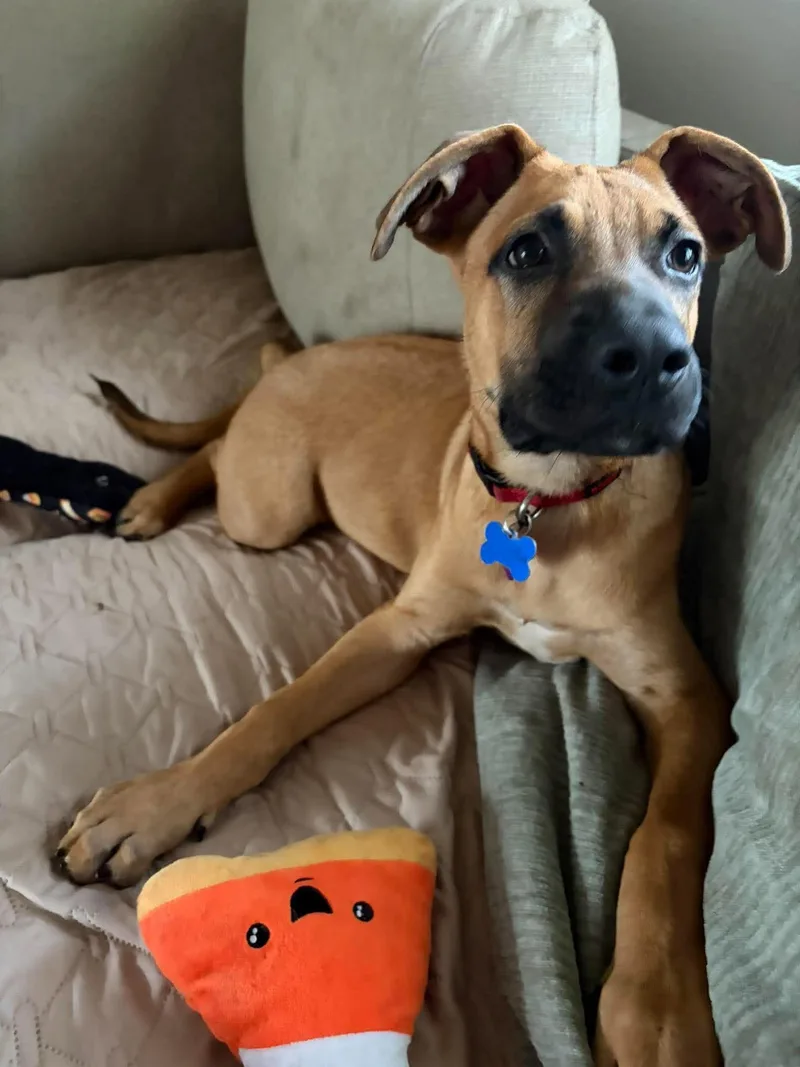 A baby large-sized male Shepherd dog named Winston for adoption in Springville, NY