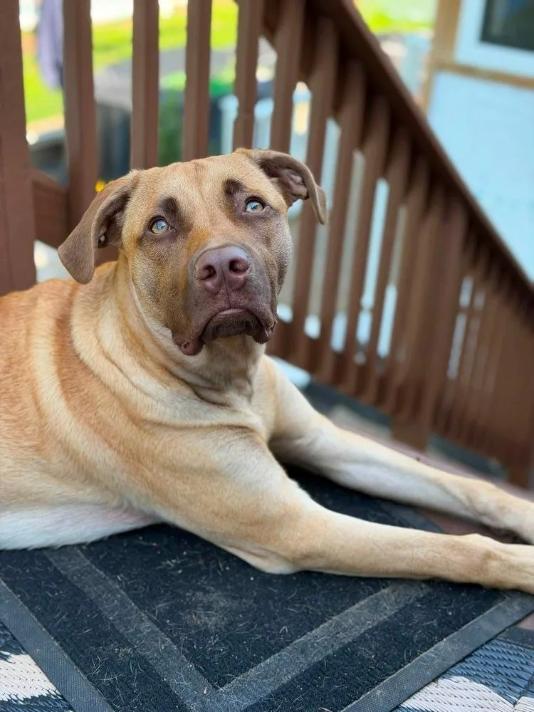 A young medium-sized male Mountain Cur dog named Cooper for adoption in Saugus, MA