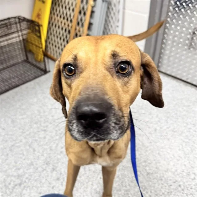An adult medium-sized male Hound dog named Gonzo for adoption in Naples, FL