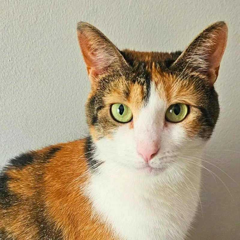 A young medium-sized female Calico Domestic Short Hair cat named Miso for adoption in Forest Hills, NY
