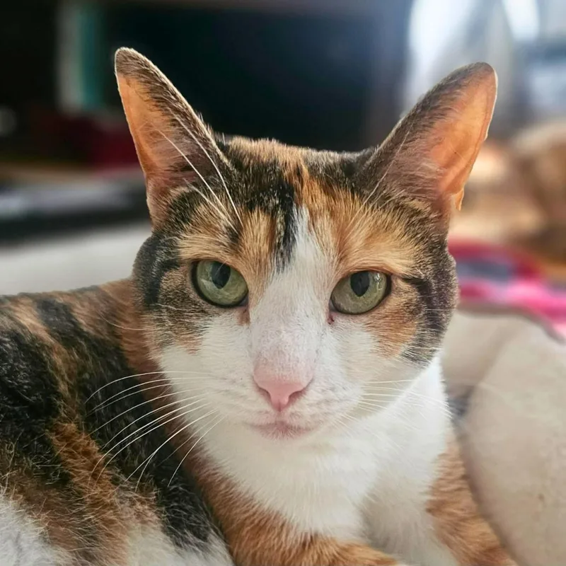 Miso thumbnail 3
