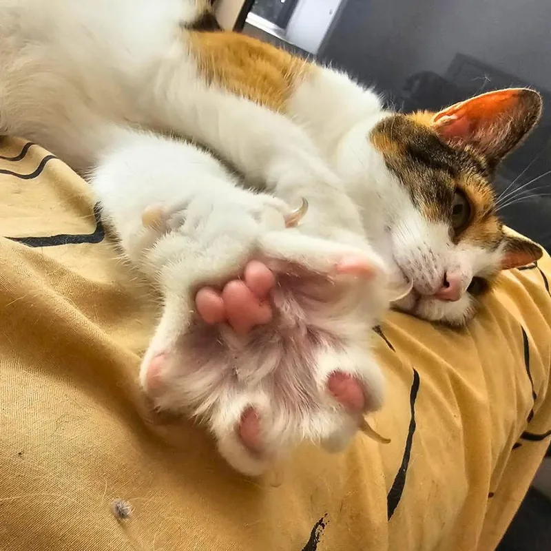 Miso thumbnail 5