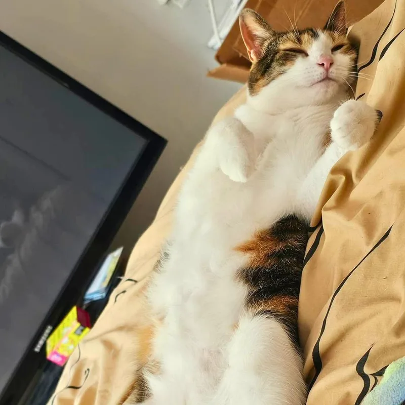 Miso thumbnail 6