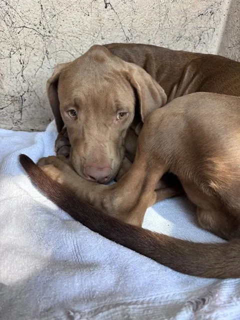 A young small-sized female Great Dane dog named A for adoption in Oklahoma City, OK