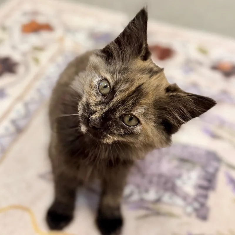 A baby small-sized female Tortoiseshell Domestic Long Hair cat named Dior for adoption in La Grange, KY