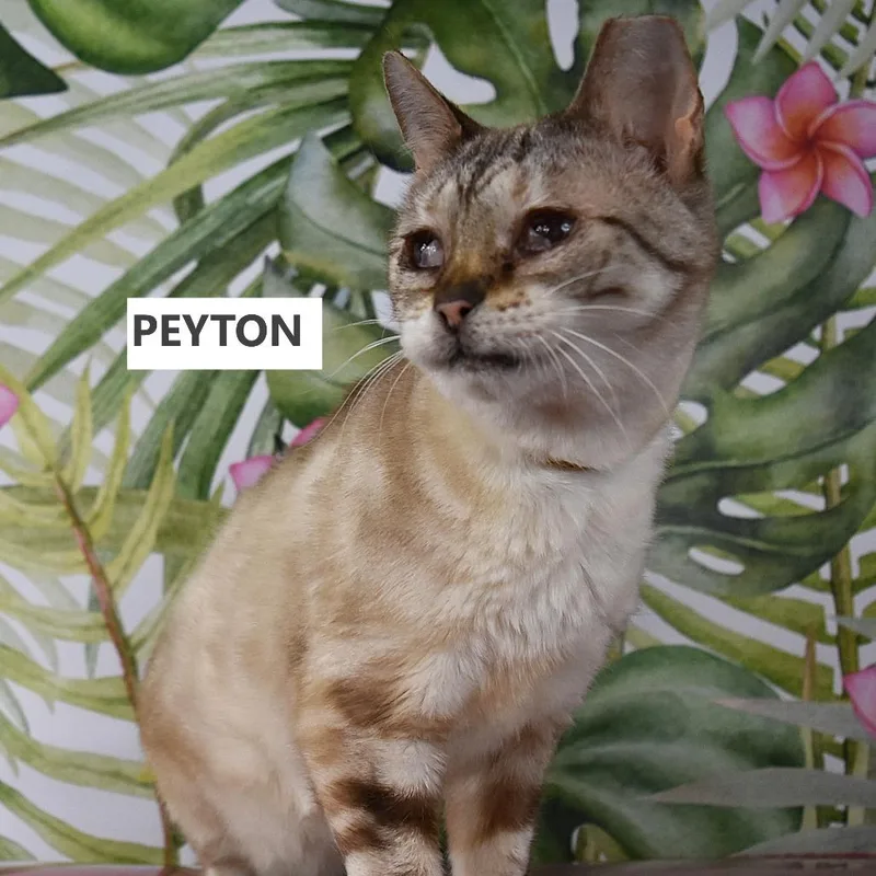 A senior medium-sized female Cream / Ivory Domestic Short Hair cat named Peyton for adoption in Kanab, UT