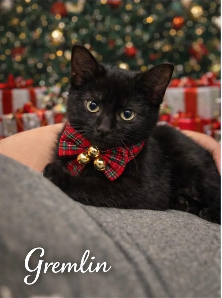 A baby small-sized female Domestic Short Hair cat named Gremlin for adoption in Springfield, MO