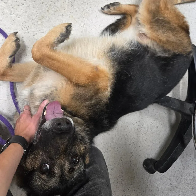 A senior large-sized female German Shepherd Dog dog named Sayla for adoption in Binghamton, NY
