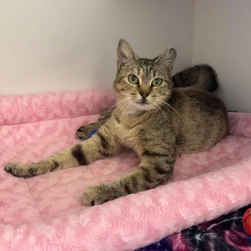 An adult medium-sized female Brown / Chocolate Domestic Short Hair cat named Daffodil for adoption in Port Richey, FL