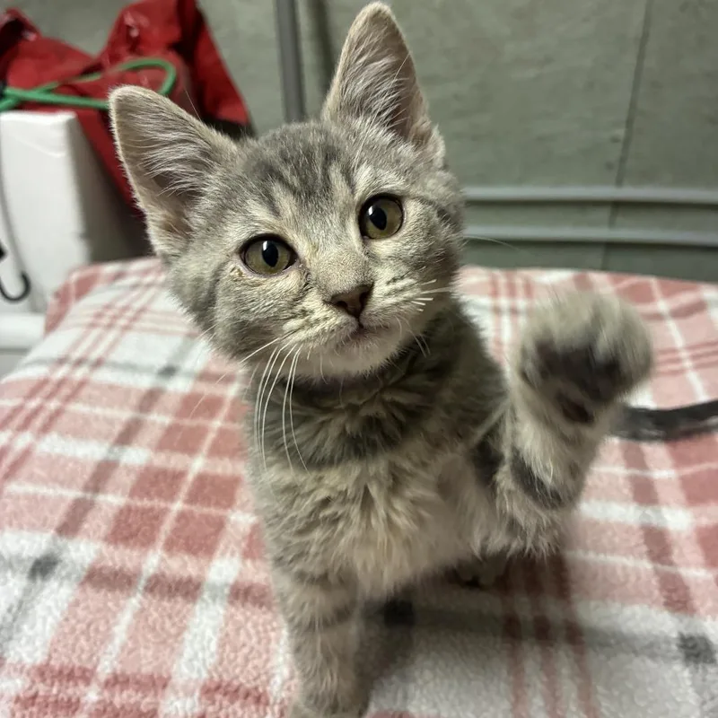 A baby small-sized female Gray / Blue / Silver Domestic Short Hair cat named Lucchese for adoption in Normal, IL