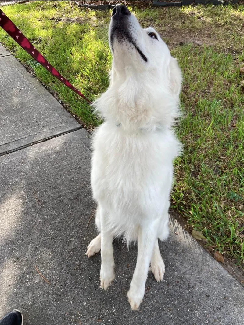 A young large-sized male Great Pyrenees dog named Aztec HTX for adoption in Quinlan, TX