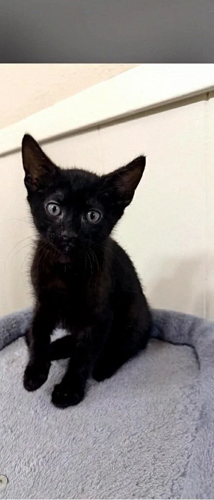 Catnobi