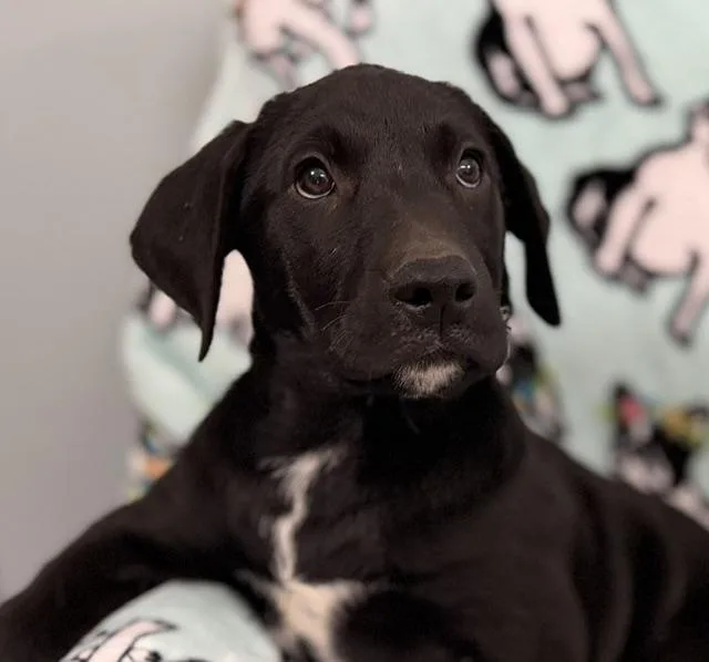 Papaya Tropical thumbnail 6