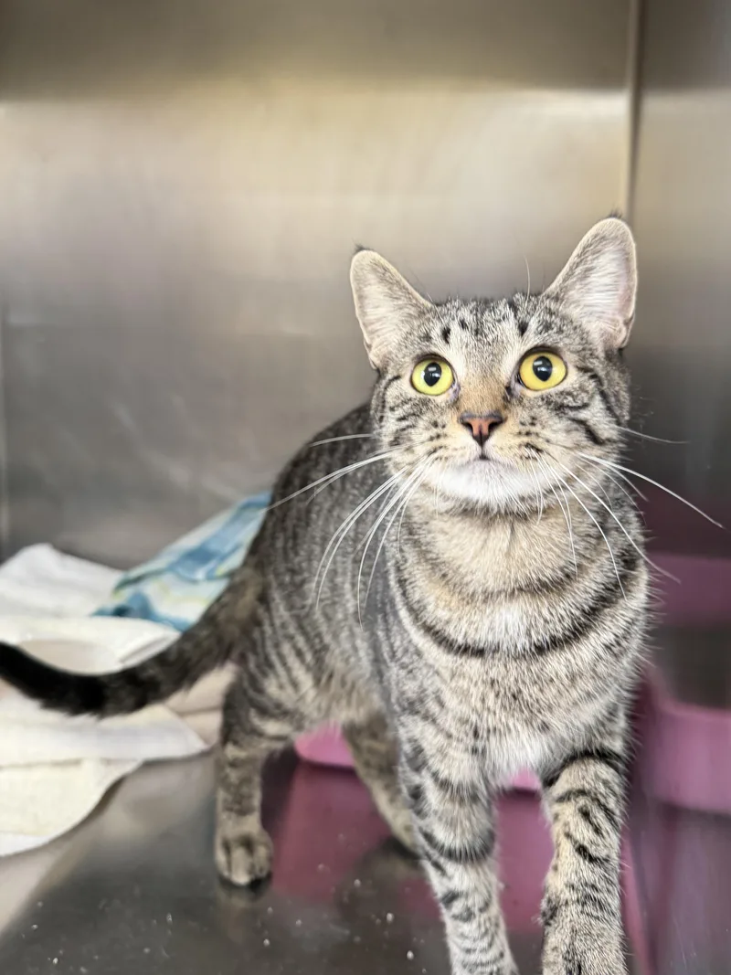 A young medium-sized female Tabby (Brown / Chocolate) Domestic Short Hair cat named Cayenne for adoption in Wantagh, NY
