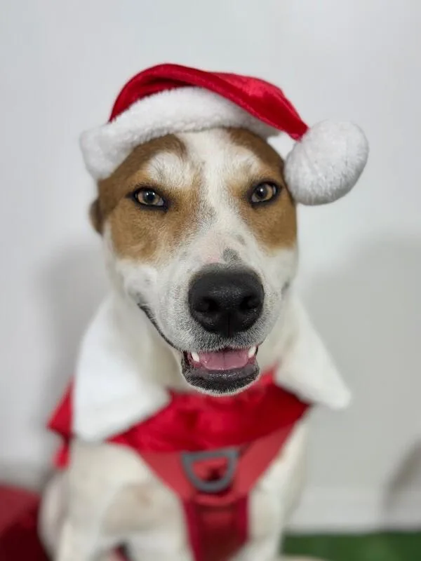 A young medium-sized male Red / Chestnut / Orange Foxhound dog named Benson for adoption in Carlsbad, CA
