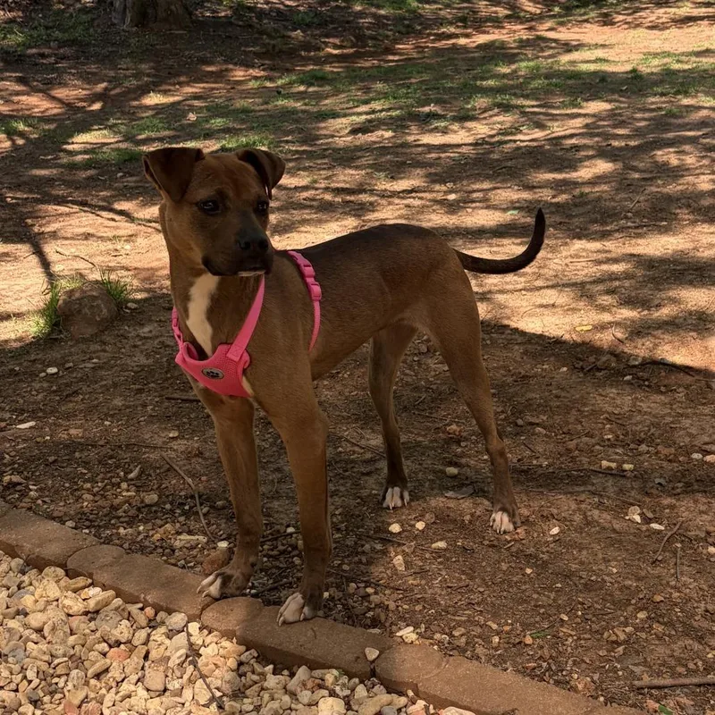 An adult small-sized female Brown / Chocolate Boxer dog named Ivy for adoption in Huntsville, AL