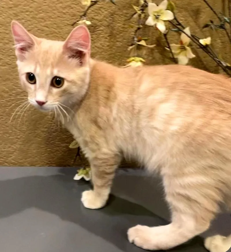 A young medium-sized male Domestic Short Hair cat named Ash for adoption in Phoenix, AZ