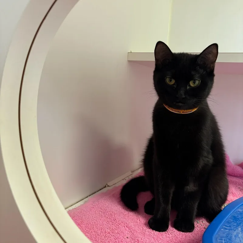 Nutmeg & Eggnog thumbnail 3