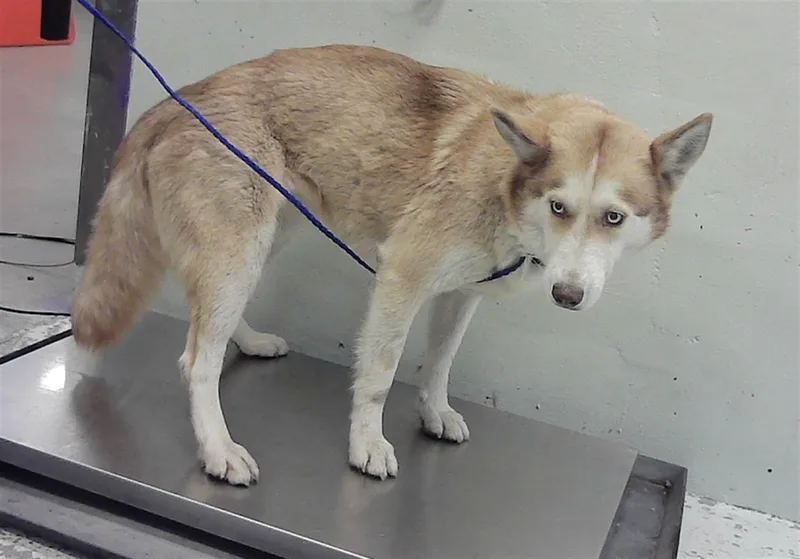 A young large-sized female Husky dog named Lolo for adoption in Houston, TX