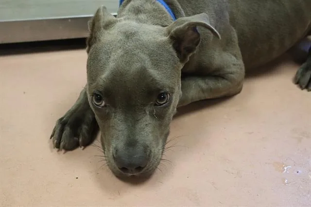 A young medium-sized female Mixed Breed dog named Cassidy for adoption in Columbia, SC