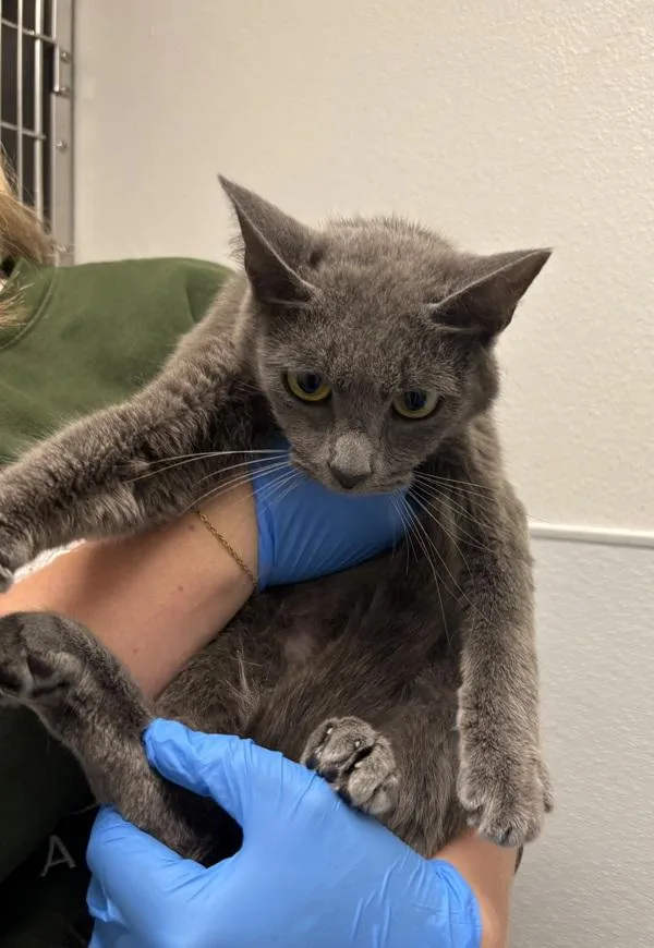 A young medium-sized female Domestic Short Hair cat named Blazer for adoption in Silverdale, WA