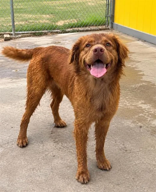 A young large-sized male Mixed Breed dog named Handsome Hank for adoption in Jacksonville, FL