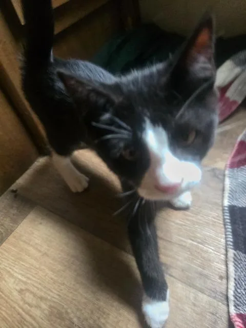 A baby medium-sized female Domestic Short Hair cat named Java for adoption in St. Albans, VT