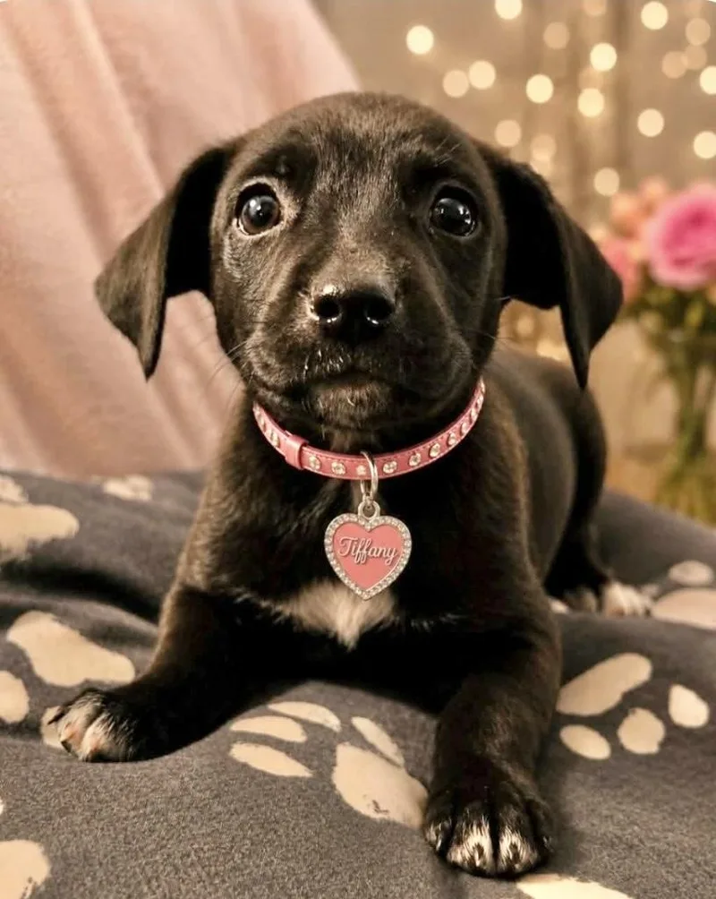 A baby medium-sized female Labrador Retriever dog named Tiffany for adoption in Manchester, CT