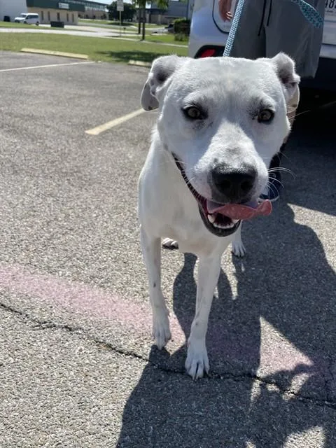 An adult large-sized male Pit Bull Terrier dog named Waldo for adoption in Killeen, TX