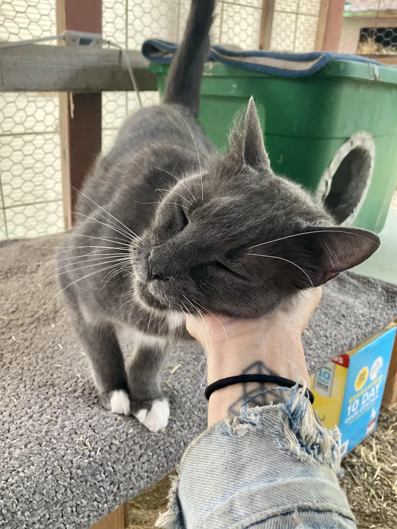 A senior large-sized female Gray / Blue / Silver Russian Blue cat named Aunt Edith for adoption in Roswell, NM