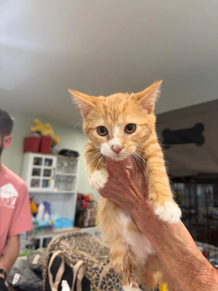 A baby large-sized male Domestic Short Hair cat named Teddy for adoption in warrenville, SC