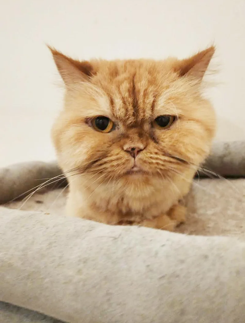 A young small-sized female Tabby (Orange / Red) Persian cat named Molly Is Simply Magic! for adoption in Bedford Hills, NY