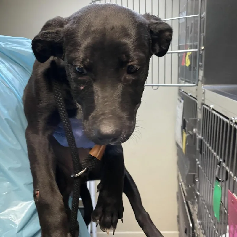 A baby medium-sized female Black Labrador Retriever dog named Arya for adoption in Pasadena, CA