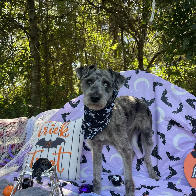 A young small-sized male Miniature Schnauzer dog named Finch for adoption in Sebring, FL