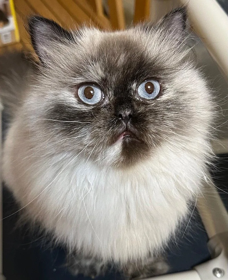 An adult medium-sized female Himalayan cat named Princess Buttercup for adoption in Newtown Square, PA
