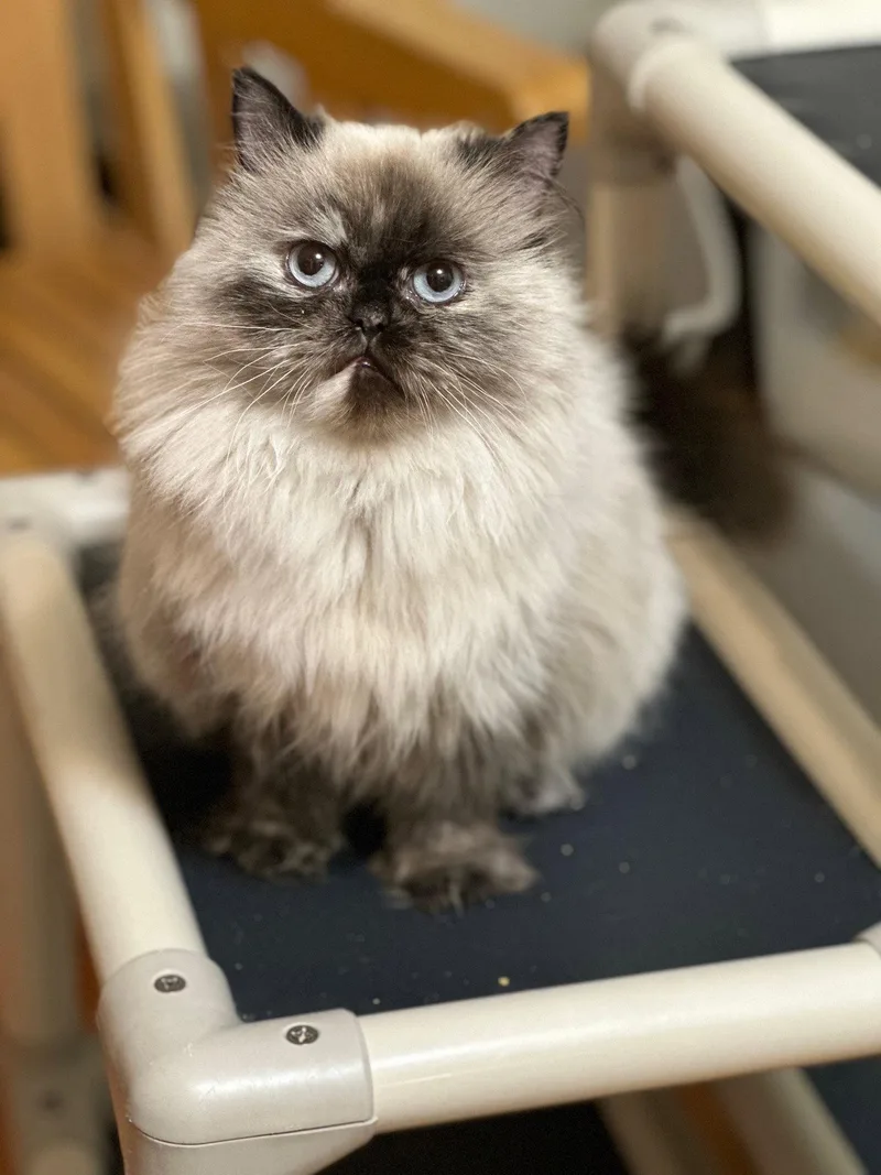 Princess Buttercup thumbnail 2