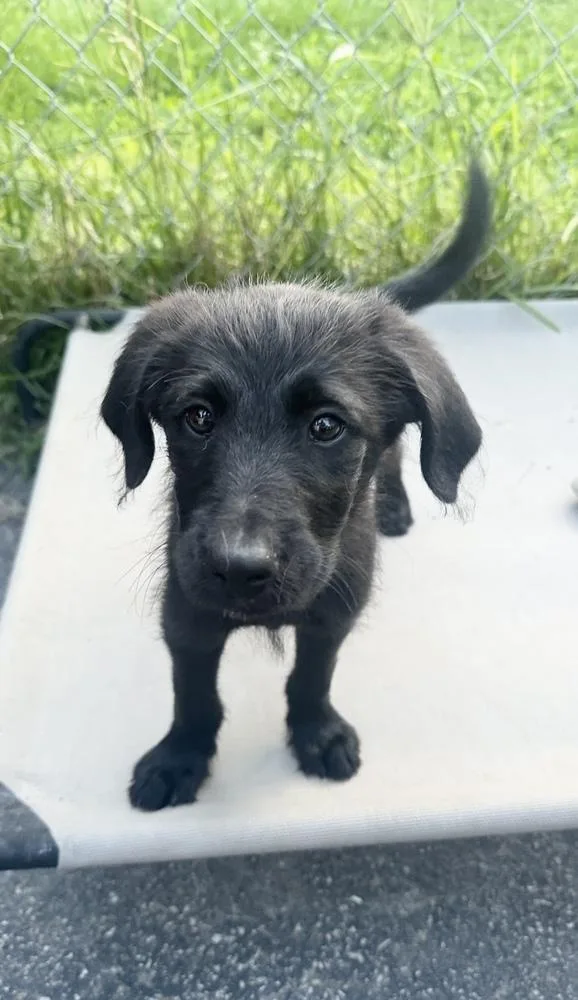 A baby medium-sized male Black Goldendoodle dog named Rex for adoption in Cheektowaga, NY