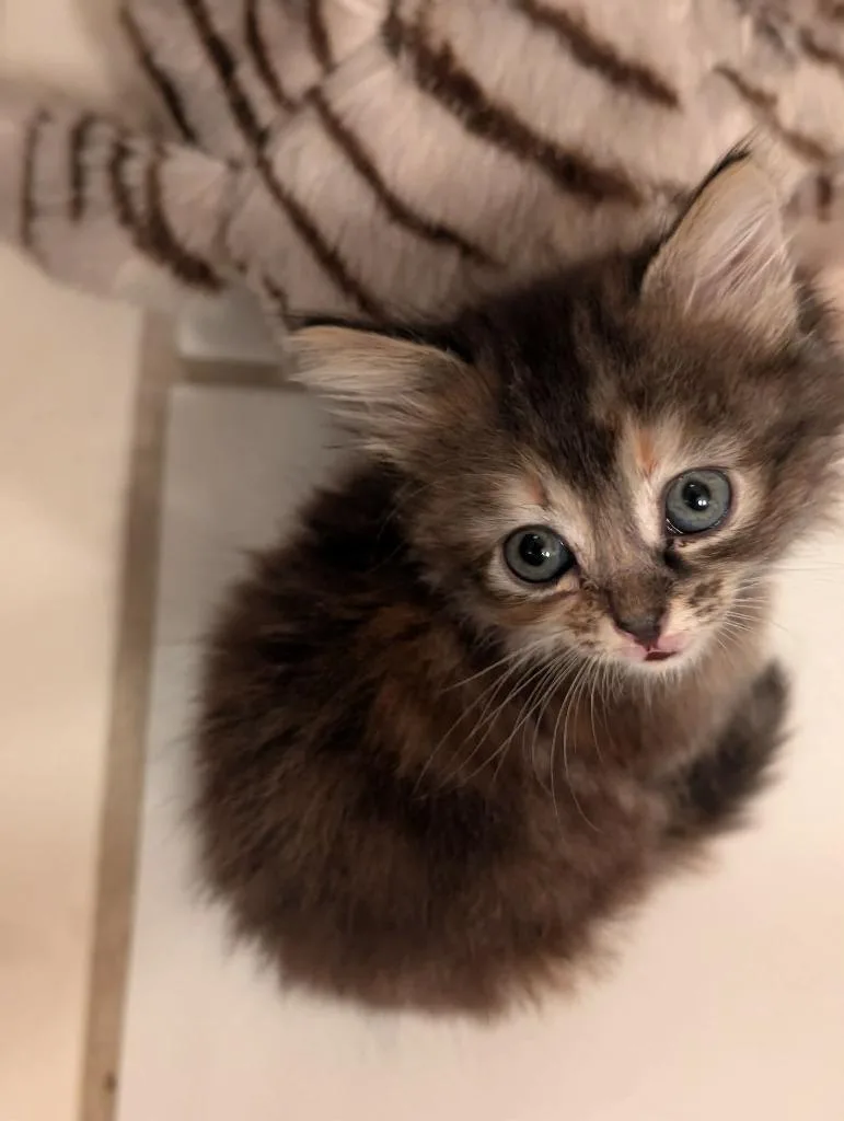 Squishy