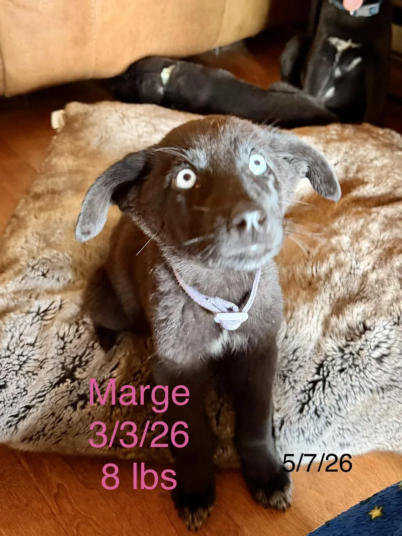 A baby small-sized female Husky dog named Marge for adoption in Welling, OK