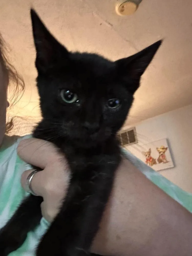 A baby small-sized male Black Domestic Short Hair cat named Disco for adoption in Virginia Beach, VA