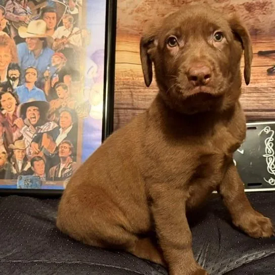 A baby medium-sized female Apricot / Beige Labrador Retriever dog named Martina for adoption in Normal, IL