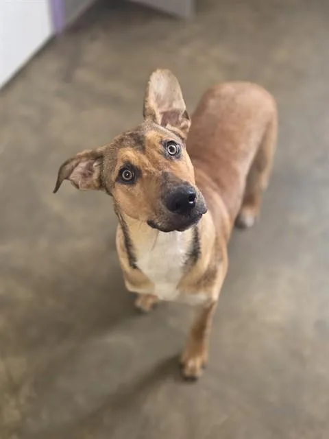 A young medium-sized female Mixed Breed dog named Puma for adoption in Fort Walton Beach, FL