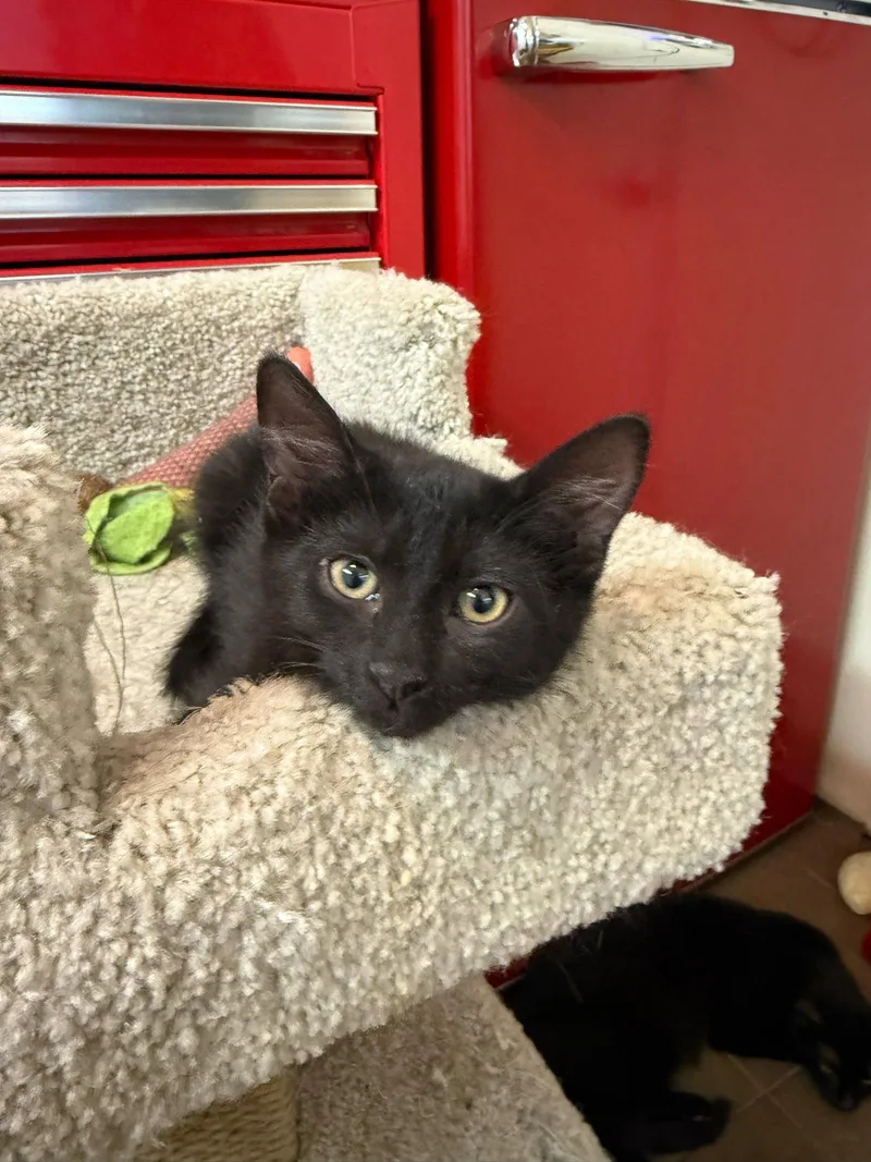 A baby medium-sized female Black Domestic Short Hair cat named Iris for adoption in Glendale, AZ