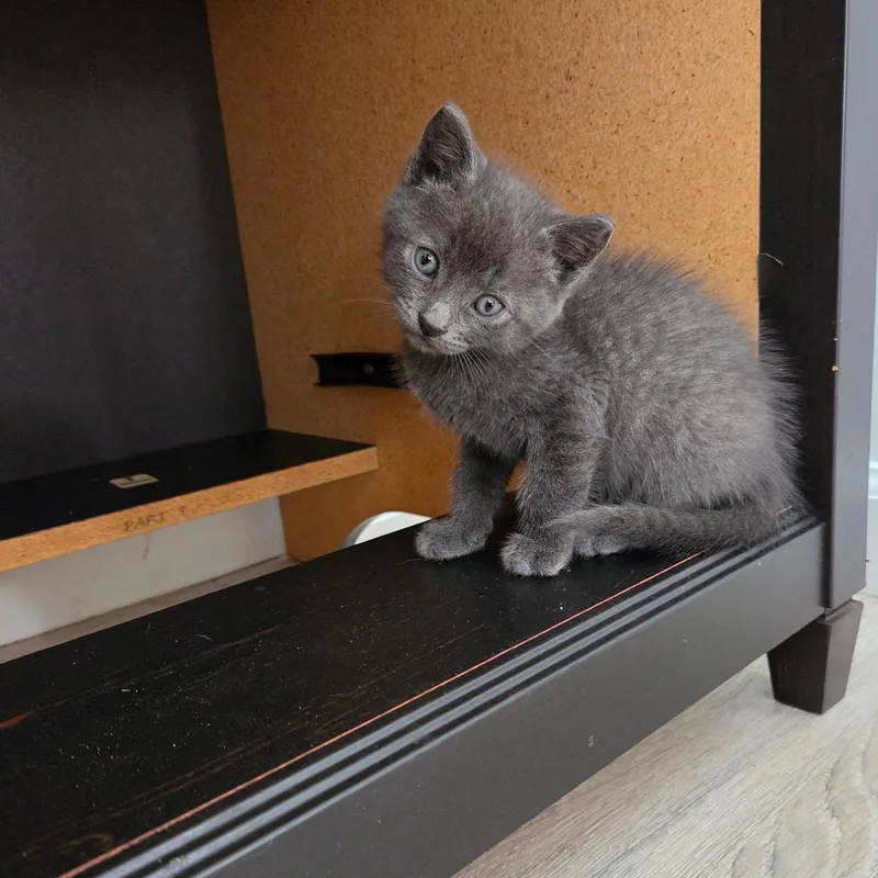 A baby medium-sized male Gray / Blue / Silver Domestic Short Hair cat named Riorson for adoption in Moriches, NY