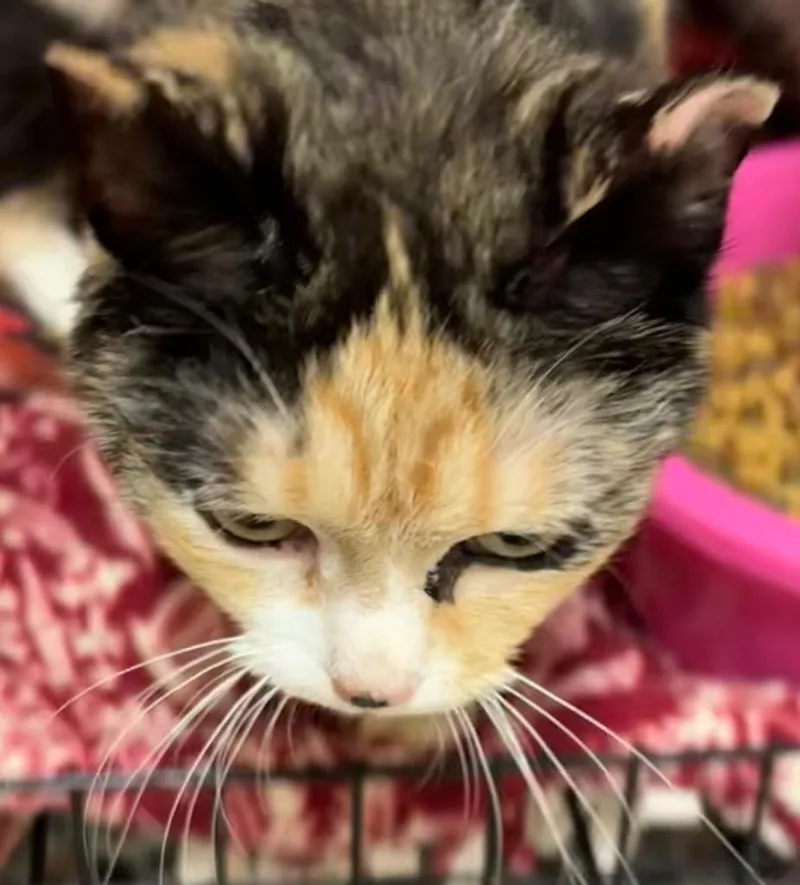 A young small-sized female Domestic Short Hair cat named Sorrel for adoption in Elizabethton, TN