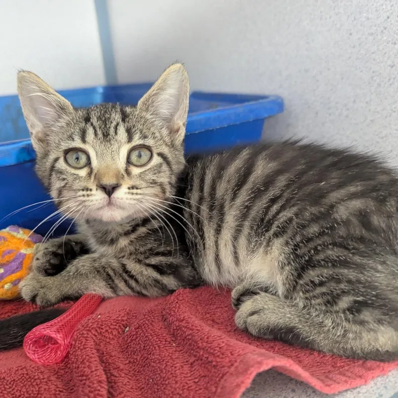 A baby small-sized female Brown / Chocolate Domestic Short Hair cat named Deena for adoption in Evansville, IN